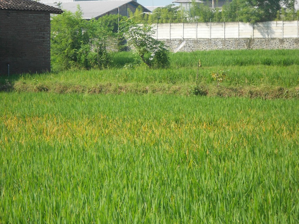 Pengendalian Wereng Hijau Menggunakan Musuh Alami