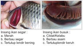 Ciri Ciri Ikan Sehat